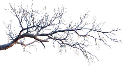 Fototapeta premium Bare Tree Branch Silhouette Against Transparent Background for Winter or Nature Scenes