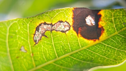 A close-up view of a green leaf infected with a fungal disease. Shows symptoms like necrotic brown spots and blight, a concept of plant pathology and agricultural issues.