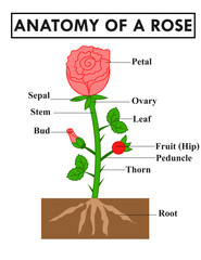 Parts of a Rose.Anatomy of flower.Infographic for science or biology.Diagram showing parts of a rose including petal, sepal, stem, leaf, bud, thorn, fruit (hip), ovary, and root.Vector illustration.
