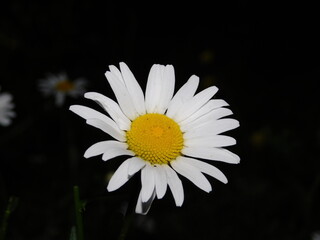 white daisy flower