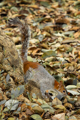 squirrel in a tree next to falling leaves in autumn