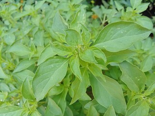 Basil leaf have many benefit to health
