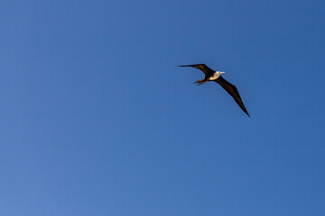 ave marina fragata tijereta al vuelo