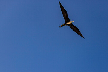 ave marina fragata tijereta al vuelo