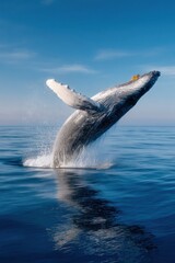 Obraz premium Professional High-Quality Marine Wildlife of Whale Breaching Ocean Surface with Splash for Inspiring Nature Documentary and Social Media Marketing