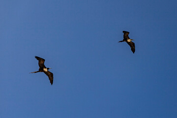 ave marina fragata tijereta al vuelo