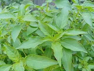 Basil leaf have many benefit to health 
