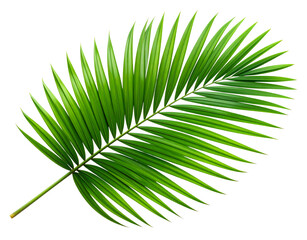 Fototapeta premium - Single Tropical Green Palm Leaf with Clean Cutout, Front View, Isolated on Transparent Background.