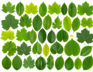 - Single Fresh Green Leaf with Visible Veins and Soft Shadow, Front View, Isolated on Transparent Background.
