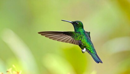Fototapeta premium Vibrant hummingbird in flight against a soft green backdrop