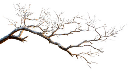 Detailed Bare Tree Branch on Transparent Backdrop for Artistic or Design Compositions