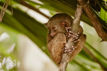 A cute little tarsier animal holding on to a branch outdoor at daytime surrounded by lush greenery...