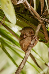 Vertical image of a very cute tarsier animal holding a branch and is covered by a big green leaf outdoor at daytime in the forest of Bohol island in the Philippines in Asia.
