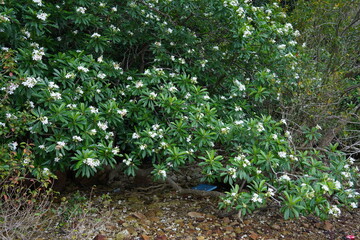 White flowers blooming against a background of green leaves, summer, life, green, nature