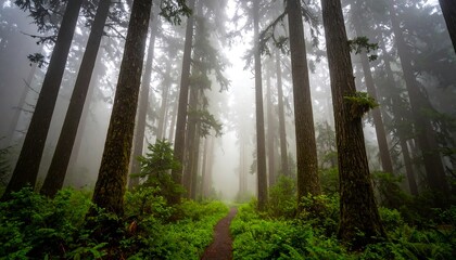 Misty forest path
