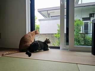 Two cats, a ginger and a tabby, observe the world outside through a large window. This cozy indoor...