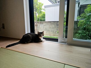 A tabby and white cat lies peacefully by a sliding glass door, enjoying the view of a small garden...
