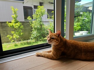 A ginger tabby cat lies peacefully by a large screen window, observing the garden outside. This...