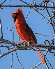 Cardinal in a tree