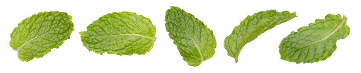 Isolated Fresh Mint Leaves on White Background