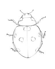 Line art illustration of a ladybug with detailed outline and spots, black and white insect drawing
