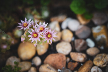 flower among the pebbles