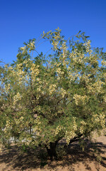 Blooming Acacia mearnsii, Black Wattle, with creamy off-white puffball flowers with a blue sky above it in a late spring afternoon hour