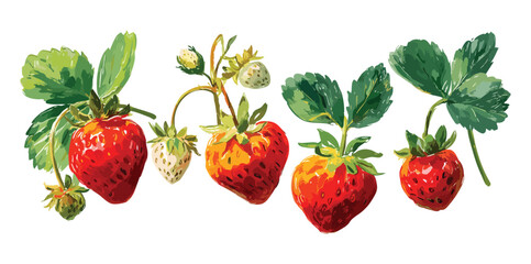 Strawberry watercolor illustration isolated