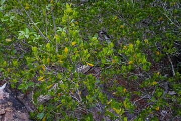 Rocks in the mountains covered with plants, close-up, green, life