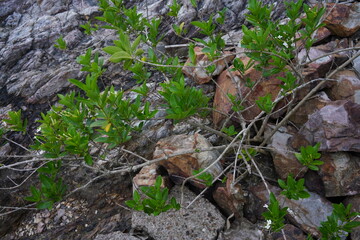 Rocks in the mountains covered with plants, close-up, green, life