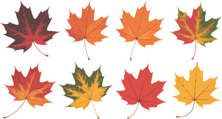 Fototapeta premium Collection of Eight Colorful Maple Leaves in Varying Stages of Autumn Foliage Change