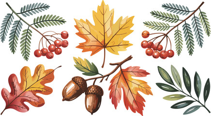 Watercolor Autumnal Illustration Leaves, Rowan Berries, and Acorns on White Background, Seasonal Elements