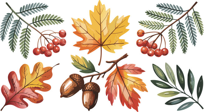 Watercolor Autumnal Illustration Leaves, Rowan Berries, and Acorns on White Background, Seasonal Elements