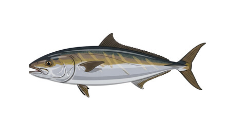 Illustration of Amberjack Fish Isolated on White Background