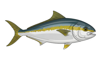 Obraz premium Colorful Yellowtail Amberjack Fish Illustration Aquatic Wildlife Art