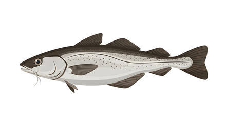 Fototapeta premium Cod Fish Vector Illustration Isolated on White Background