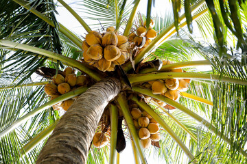 A low-angle view of a coconut tree full of ripe yellow coconuts, surrounded by lush green palm leaves. The image captures the vibrant tropical atmosphere and natural abundance.