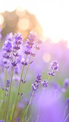 Sunlit Lavender Sprigs Displaying Delicate Purple Blossoms in Soft Focus with Warm Light and Subtle Shadows