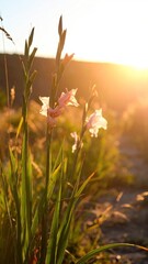 Sunlit Wild Gladiolus Blooms along a Green Stalk with Golden Sunset Background