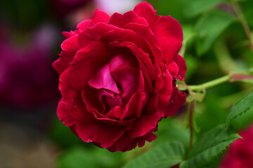 庭の真っ赤なバラ