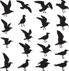 Obraz premium Black silhouettes of seagulls in various flight and standing poses bird flying