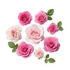 Colorful assortment of pink roses, delicate petals with green leaves, perfect for invitations or floral design themes. Isolated on white background or PNG
