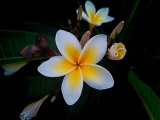 Fototapeta premium frangipani plumeria flower