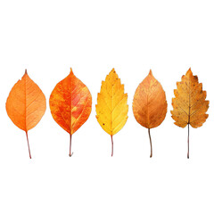 Fototapeta premium Colorful autumn leaves arranged in a line, showcasing vibrant oranges and yellows, perfect for seasonal themes and designs. Isolated on white background or PNG