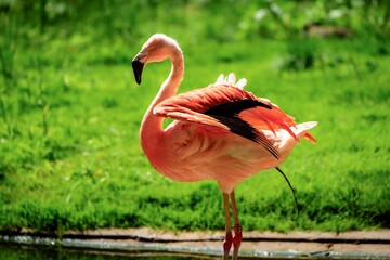 This captivating wildlife photograph features a graceful flamingo in its natural habitat, surrounded by lush greenery. The vibrant pink feathers contrast beautifully with the serene background.