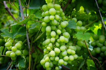 A vibrant image of a vineyard featuring clusters of ripe green grapes hanging from the vine, glistening in sunlight. Perfect for themes of agriculture, healthy eating, and viticulture.