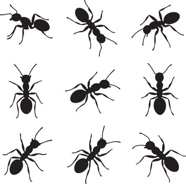 Black ant silhouettes on white background insects