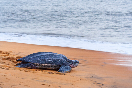 A leatherback sea turtle (Dermochelys coriacea) returns to the ocean after nesting on a beach in French Guiana.