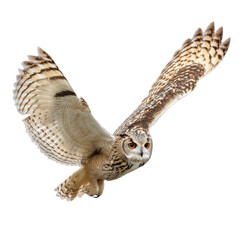 Owl in flight, majestic bird with outstretched wings, showcasing feathers and keen gaze, natural beauty in wildlife. Isolated on white background or PNG