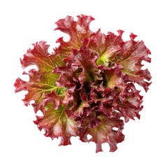 Vibrant red lettuce cluster, fresh leafy greens with intricate texture, perfect for healthy eating or culinary presentation. Isolated on white background or PNG